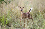 A small whitetail deer fawn walks through a field with an alert stance Ray Hennessy frolic,juvenile,young,spring,fawn,field,tall grass,flora,herbivores,herbivore,vertebrate,mammal,mammals,terrestrial,ungulate,deer,deers,ruminant,White-tailed deer,Odocoileus virginianus,Mammalia,Mammals,Even-toed Ungulates,Artiodactyla,Cervidae,Deer,Chordates,Chordata,Toy deer,Key deer,Cariac,Venado Cola Blanca,Forest,IUCN Red List,Animalia,Terrestrial,North America,Herbivorous,CITES,Cetartiodactyla,Grassland,South America,Odocoileus,Appendix III,Least Concern,Animal,baby animal,brown,fur,spots,white,whitetail deer,wildlife
