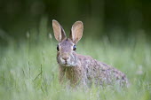An Eastern cottontail Rabbit has its head held up searching its surroundings Eastern cottontail rabbit,cottontail rabbit,rabbit,rabbits,cottontail,alert,brown,fur,grass,green,eyes,panicked,surprise,ears,shallow focus,green background,bunny,field,Eastern cottontail,Sylvilagus f