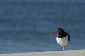 An American oystercatcher standing on one leg on a sandy beach in front of the blue ocean on a sunny day American oystercatcher,oystercatcher,bird,birds,shorebird,blue,beach,brown,ocean,orange,red,sand,sunny,water,white,Haematopus palliatus,Ciconiiformes,Herons Ibises Storks and Vultures,Charadriiformes,