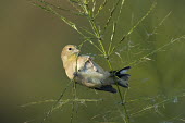 An American goldfinch feeding on wild rice as the soft sunlight shines on in front of a smooth green and brown background American goldfinch,goldfinch,finch,finches,bird,birds,feeding,green,hanging,perched,perch,perching,sunny,white,wild rice,Carduelis tristis,Chordates,Chordata,Aves,Birds,Perching Birds,Passeriformes,Gr
