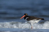 An American oystercatcher stands in the shoreline of the Atlantic ocean on a sunny morning as waves crash in the background American oystercatcher,oystercatcher,bird,birds,shorebird,blue,beach,brown,crashing,grey,ocean,orange,sand,water,waves,white,Haematopus palliatus,Ciconiiformes,Herons Ibises Storks and Vultures,Charad