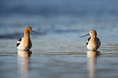 A pair of American avocets stand in the shallow water as the early morning sun lights them up on a clear spring morning American avocet,Animalia,Chordata,Aves,Charadriiformes,Recurvirostridae,Recurvirostra americana,avocet,blue,brown,early,morning,pair,reflection,rust,sunlight,tan,two,water,water level,white,bird,birds