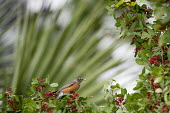 An American robin perches in a tree branch covered in red berries in soft overcast light American Robin,bird,birds,robin,berries,green,leaves,orange green perched,palm leaves,perched,red,soft light,Turdus migratorius,Perching Birds,Passeriformes,Chordates,Chordata,Turdidae,Thrushes,Aves,B