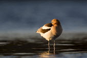 Just after sunrise an American avocet tucks its long bill into the feathers on its back to rest as the day begins American avocet,Animalia,Chordata,Aves,Charadriiformes,Recurvirostridae,Recurvirostra americana,avocet,blue,early,eye,morning,orange,reflection,rust,standing,sunlight,tan,tucked,water,water level,whit