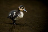 A baby mallard chick stands in shallow water in soft overcast light Mallard,waterfowl,adorable,baby,chick,chicks,cute,duck,fuzzy,small,soft light,standing,tiny,young,Anas platyrhynchos,Mallard duck,Waterfowl,Anseriformes,Chordates,Chordata,Ducks, Geese, Swans,Anatidae