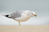 A ring-billed gull stands on a sandy beach looking angry in soft overcast light Ring-billed gull,gull,bird,birds,seabird,Animalia,Chordata,Aves,Charadriiformes,Laridae,Larus delawarensis,angry,beach,eye,grey,overcast,red,sand,smooth background,soft light,white,BIRDS,Florida,Ring-