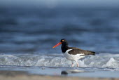 An American oystercatcher stands in the shoreline of the Atlantic ocean on a sunny morning as waves crash in the background American oystercatcher,oystercatcher,bird,birds,shorebird,blue,beach,brown,crashing,grey,ocean,orange,sand,water,waves,white,Haematopus palliatus,Ciconiiformes,Herons Ibises Storks and Vultures,Charad