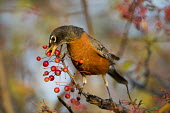 An American robin stretches to reach a bright red berry on a branch in the morning sun American Robin,bird,birds,robin,berries,berry,brown,early,eating,feeding,morning,orange,perched,red,sunlight,white,Turdus migratorius,Perching Birds,Passeriformes,Chordates,Chordata,Turdidae,Thrushes,