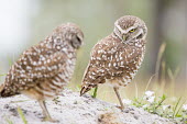 A pair of owls looks at the other with an angry stare owl,owls,predator,raptor,bird,birds,bird of prey,angry,brown,burrow,comical,dirt,funny,grass,pair,sand,two,white,Burrowing owl,Athene cunicularia,True Owls,Strigidae,Aves,Birds,Owls,Strigiformes,Chord