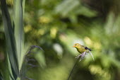 A bright yellow American goldfinch is perched in a bright spot of sun surrounded by green American goldfinch,goldfinch,finch,finches,bird,birds,adorable,cute,depth,shallow focus,green,orange,perch,perched,small,still,tiny,Carduelis tristis,Chordates,Chordata,Aves,Birds,Perching Birds,Passe