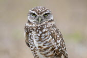 A Florida burrowing owl gives a rather angry expression to the camera in front of a smooth brown background owl,owls,predator,raptor,bird,birds,bird of prey,angry,brown,expression,eyes,feathers,overcast,pattern,smooth background,soft light,staring,white,Burrowing owl,Athene cunicularia,True Owls,Strigidae,A