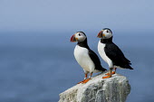 A pair of Atlantic puffins stand on a rocky outcrop in front of the bright blue ocean on a sunny afternoon Atlantic Puffin,blue,bill,colourful,cute,funny,goofy,grey,ocean,orange,pair,red,rock,rocks,sea,stone,sunny,white,bird,birds,Puffin,Fratercula arctica,Ciconiiformes,Herons Ibises Storks and Vultures,Al
