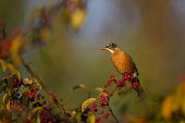 An American robin perches on a branch covered in bright red berries in the beautiful early morning sunlight on a crisp fall morning American Robin,bird,birds,robin,blue,berries,colourful,early,fall,autumn,green,morning,orange,perched,red,sunny,tree,white,Turdus migratorius,Perching Birds,Passeriformes,Chordates,Chordata,Turdidae,T