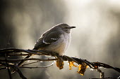A Northern mockingbird perched on a twist of vines and branches being backlit by the sun on a winter day Animalia,Chordata,Aves,Passeriformes,Mimidae,Northern mockingbird,mockingbird,bird,birds,backlight,cold,dead,glow,grey,leaves,perched,smooth background,sunlight,sunny,twisted,white,winter,Mimus polygl