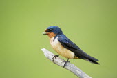 A handsome barn swallow perches on a very close branch right in front of an open expanse of fresh marsh grass in early summer Barn swallow,swallow,bird,birds,blue,New Jersey,Portrait,SWALLOWS,grey,green,orange,smooth,smooth background,soft light,stick,Hirundo rustica,Swallow,Chordates,Chordata,Perching Birds,Passeriformes,Av