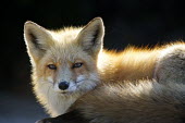 A dramatic portrait of a red fox laying down in the mid day sun with a dark black background Island Beach State Park,backlight,brown,fox,fur,furry,orange,red,red fox,white,winter,Red fox,Vulpes vulpes,Chordates,Chordata,Mammalia,Mammals,Carnivores,Carnivora,Dog, Coyote, Wolf, Fox,Canidae,Rena