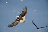 A bald eagle flies with its wings spread wide on a sunny day with another eagle and gulls in the background Bald eagle,eagle,eagles,raptor,bird of prey,blue,blue Sky,action,brown,flying,sunlight,sunny,white,wing spread,wings,Haliaeetus leucocephalus,Accipitridae,Hawks, Eagles, Kites, Harriers,Falconiformes,