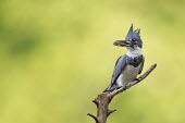 A belted kingfisher is perched on a small branch with a fish in its bill with a bright green background Belted kingfisher,kingfisher,bird,birds,brown,fish,grey,green,perched,soft light,stick,sunny,white,Megaceryle alcyon,Chordates,Chordata,Aves,Birds,Coraciiformes,Rollers Kingfishers and Allies,Alcedini