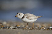 Adult piping plover stands on a pebble covered sandy beach on a bright sunny morning plover,Piping Plover,beach,brown,grey,morning,orange,pebbles,sand,sandy,sunny,white,Piping plover,Charadrius melodus,Aves,Birds,Charadriiformes,Shorebirds and Terns,Charadriidae,Lapwings, Plovers,Chor