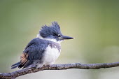 A close photo of a belted kingfisher perched on a branch in soft light with a green background Belted kingfisher,kingfisher,bird,birds,close,detail,early,feathers,grey,green,perched,white,Megaceryle alcyon,Chordates,Chordata,Aves,Birds,Coraciiformes,Rollers Kingfishers and Allies,Alcedinidae,Ki