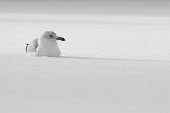 A black and white photo of a herring gull sitting in snow on a cold sunny winter day Herring Gull,alone,black and white,bright,cold,grey,high key,shadow,sitting,snow,solitude,sunlight,sunny,white,winter,BIRDS,animal,black,gray,nature,wildlife,yellow