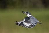 A male belted kingfisher flies back up to its favourite perch after a successful dive for a minnow Belted kingfisher,kingfisher,bird,birds,fish,flying,green,minnow,sunny,water drop,white,wings,Megaceryle alcyon,Chordates,Chordata,Aves,Birds,Coraciiformes,Rollers Kingfishers and Allies,Alcedinidae,K