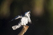 A male belted kingfisher gives a rigorous shake while on a perch sending water drops flying everywhere Belted kingfisher,kingfisher,bird,birds,drying,motion,perched,shake,water,water drop,white,Megaceryle alcyon,Chordates,Chordata,Aves,Birds,Coraciiformes,Rollers Kingfishers and Allies,Alcedinidae,King