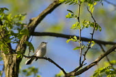 A tiny blue-gray gnatcatcher perches on a branch in the bright morning sun while singing blue,blue Sky,blue-Gray Gnatcatcher,bright,cute,grey,green,leaves,perched,singing,small,spring,sunny,tiny,white,Animalia,Chordata,Aves,Passeriformes,Polioptilidae,Polioptila caerulea,Blue-grey gnatcat