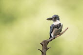 A belted kingfisher perches on a small branch with a fish in its bill in front of a bright green background Belted kingfisher,kingfisher,bird,birds,brown,fish,grey,green,perched,stick,sunlight,sunny,white,Megaceryle alcyon,Chordates,Chordata,Aves,Birds,Coraciiformes,Rollers Kingfishers and Allies,Alcedinida