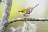 A black-throated green Warbler perched on a branch out in the open Black-throated green warbler,warbler,bird,birds,grey,green,perched,tree,white,Setophaga virens,Animalia,Chordata,Aves,Passeriformes,Parulidae,BIRDS,Black-throated Green Warbler,Branch,WARBLERS,animal,