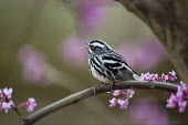 A black and White Warbler perched on a Redbud Tree branch singing loudly in the forest Black-and-white warbler,warbler,bird,birds,brown,funny,looking,overhead,perched,tree,under,white,Animalia,Chordata,Aves,Passeriformes,Parulidae,Mniotilta varia,BIRDS,Black and White Warbler,Branch,WAR