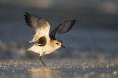 A black-bellied plover flaps its wings to dry off on the beach as the early morning sun shines on it Ray Hennessy Black-bellied plover,bird,birds,blue,plover,action,beach,early,flapping,golden,morning,motion,reflection,sand,sunlight,water drops,wet,white,wings,Grey plover,Pluvialis squatarola,Aves,Birds,Ciconiiformes,Herons Ibises Storks and Vultures,Charadriiformes,Shorebirds and Terns,Charadriidae,Lapwings, Plovers,Chordates,Chordata,Pluvier argent,Estuary,Pluvialis,Africa,North America,Ponds and lakes,Forest,Australia,Omnivorous,Europe,South America,Salt marsh,Streams and rivers,Scrub,Terrestrial,Animalia,Asia,Sand-dune,Coastal,IUCN Red List,Least Concern,BIRDS,Black-Bellied Plover,Blue,Florida,PLOVERS,animal,black,ground level,low angle,wildlife