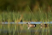 A pair of blue-winged Teal ducks float on the calm water in the morning surrounded by green aquatic grasses blue-Winged Teal,Waterfowl,aquatic,brown,calm,drake,duck,female,floating,grass,grey,green,hen,hiding,male,morning,pair,reflection,relaxing,sunny,swimming,water,water level,white,Anas discors,Blue-wing