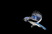 A brightly coloured blue jay flying with its wings stretched out against a solid black background blue,Blue jay,jay,bird,birds,action,bird feeder,feeder,feet,flash,flying,landing,off camera flash,white,wings,Cyanocitta cristata,Crows, Ravens, Jays,Corvidae,Perching Birds,Passeriformes,Chordates,Ch