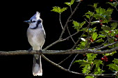 A blue jay sits perched on a branch of holly with the sun lighting them up from behind against a solid black background blue,Blue jay,jay,bird,birds,backlight,berries,bird feeder,black background,bright,dramatic,feeder,grey,green,holly,holly holly leaves,parents house,perched,red,sunlight,white,Cyanocitta cristata,Crow