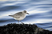 A black-bellied plover standing on a bed of mussels with a blue water background in soft overcast light Black-bellied plover,bird,birds,blue,plover,feet,grey,mussels,soft light,water,white,Grey plover,Pluvialis squatarola,Aves,Birds,Ciconiiformes,Herons Ibises Storks and Vultures,Charadriiformes,Shorebi