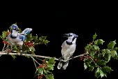 A pair of blue jays perch on a branch of holly with red berries against a solid black background blue,Blue jay,jay,bird,birds,berries,dramatic,feeder,flash,green,holly,leaves,lighting,pair,perched,red,white,Cyanocitta cristata,Crows, Ravens, Jays,Corvidae,Perching Birds,Passeriformes,Chordates,Ch