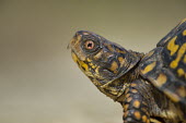A close up portrait of an eastern box Turtle brown,shallow focus,eastern box turtle,eye,reptile,turtle,turtles,shell,cold blooded,reptiles,Common box turtle,Terrapene carolina,Turtles,Testudines,Reptilia,Reptiles,Pond Turtles,Emydidae,Chordates,