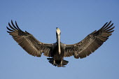 A brown pelican comes in for a landing with its wings fully spread out showing lots of feather detail blue,blue Sky,Brown Pelican,pelican,birds,action,brown,feathers,feet,flare,flying,grey,sunny,wings,Brown pelican,Pelecanus occidentalis,Ciconiiformes,Herons Ibises Storks and Vultures,Aves,Birds,Chord