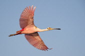 A colourful pink roseate spoonbill spreads its wings out while flying in the late evening sun in front of a blue sky blue Sky,spoonbill,bird,birds,Roseate Spoonbill,colourful,evening,feathers,flight,flying,pink,red,white,wings,Roseate spoonbill,Platalea ajaja,Threskiornithidae,Ibises, Spoonbills,Aves,Birds,Ciconiifo