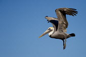 A brown pelican just after it takes off with its feet hanging down and wings above its head in front of a bright blue sky blue,blue Sky,Brown Pelican,pelican,birds,bright,brown,feathers,feet,flight,flying,grey,orange,sunny,take off,white,wings,Brown pelican,Pelecanus occidentalis,Ciconiiformes,Herons Ibises Storks and Vu
