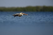 An adult brown pelican glides just inches over the surface of the blue water on a bright sunny day blue,blue Sky,Brown Pelican,pelican,birds,adult,bright,brown,flying,gliding,green,horizon,orange,sunny,trees,water,water level,white,Brown pelican,Pelecanus occidentalis,Ciconiiformes,Herons Ibises St