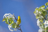 A very bright yellow warbler sits on a high branch of white flowers on a sunny day with a deep blue sky blue Sky,American Yellow Warbler,Golden Warbler,Yellow Warbler,bird,birds,Animalia,Chordata,Aves,Passeriformes,Parulidae,Setophaga petechia,Warbler,bright,flowers,green,leaves,perched,spring,sunny,tre