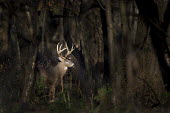 A large whitetail deer buck stands in a spotlight of sun in the woods early one morning antlers,brown,buck,deer,forest,fur,green,large,morning,rack,spotlight,sunny,trees,white,whitetail deer,woods,White-tailed deer,Odocoileus virginianus,Mammalia,Mammals,Even-toed Ungulates,Artiodactyla,