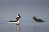 A drake bufflehead swims along in front of a female as it performs some courtship displays on a calm morning blue,bufflehead,birds,duck,ducks,Animalia,Chordata,Aves,Anseriformes,Anatidae,Bucephala albeola,Waterfowl,drake,iridescent,swimming,water,water level,white,Bufflehead,BIRDS,Blue,animal,black,low angle