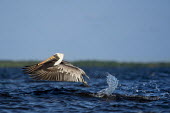 A brown pelican takes off out of the bright blue water with a large splash blue,Brown Pelican,pelican,birds,brown,flying,orange,sky,splash,take off,water,water drop,water level,white,wings,Brown pelican,Pelecanus occidentalis,Ciconiiformes,Herons Ibises Storks and Vultures,A