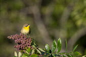 A young common Yellowthroat perches atop a purple seed filled branch on a sunny day Common throat,warbler,berries,bright,brown,green,juvenile,leaves,male,perched,purple,seeds,sunny,Animalia,Chordata,Aves,Passeriformes,Parulidae,Geothlypis trichas,Common yellowthroat,Animal,BIRDS,Bran