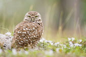 A Florida burrowing owl stands in its burrow surrounded by small white wild flowers and grass owl,owls,predator,raptor,bird,birds,bird of prey,amusing,angry,brown,comical,emotion,flowers,funny,grass,green,ground,overcast,sand,soft light,tired,white,Burrowing owl,Athene cunicularia,True Owls,St