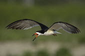 An adult black skimmer flies in front of a smooth green background while calling loudly Black skimmer,skimmer,bird,birds,calling,feet,flying,green,orange,red,white,wings,Rynchops niger,Chordates,Chordata,Charadriiformes,Shorebirds and Terns,Aves,Birds,Laridae,Gulls, Terns,Ciconiiformes,H