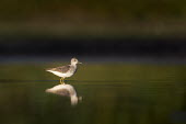 A lesser yellowlegs stands in shallow water as the early morning sun shines Lesser legs,bird,birds,wader,coastal,wetland,sandpiper,brown,early,morning,reflection,sunny,wading,water,water level,white,Lesser yellowlegs,Tringa flavipes,Ciconiiformes,Herons Ibises Storks and Vult